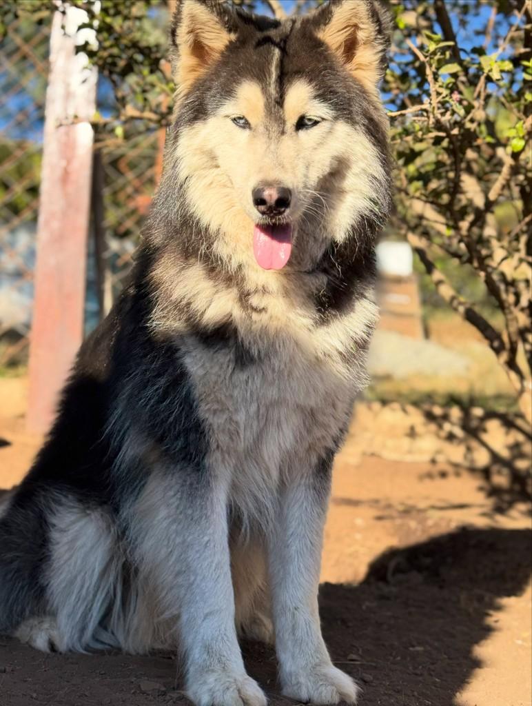 Pincel, cachorro de porte grande para adoção em Goiânia - GO