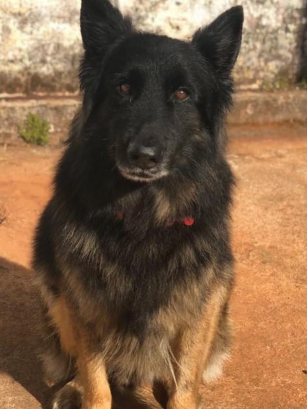 Berloque, cachorro de porte grande para adoção em Goiânia - GO