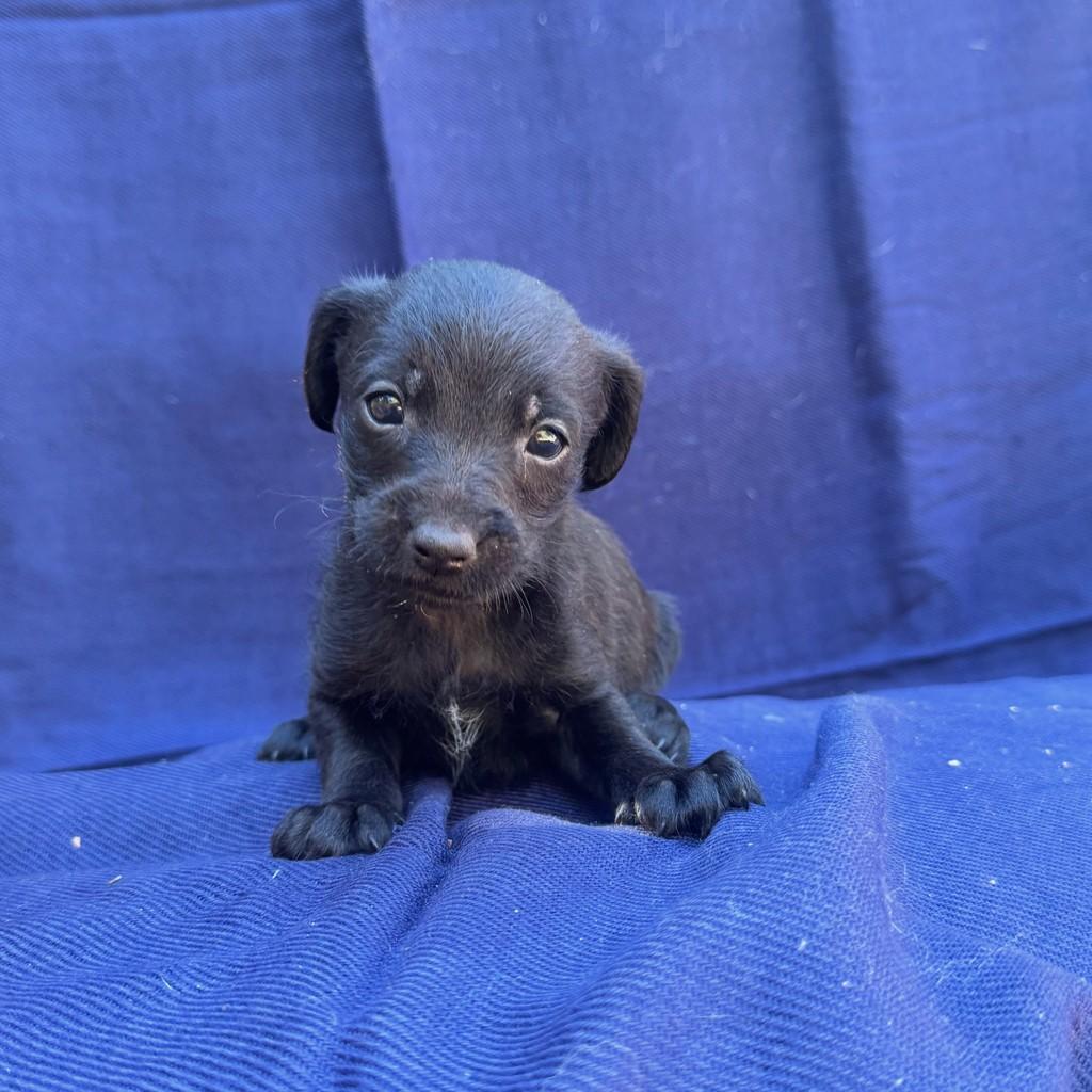 Gersinho, cachorro de porte pequeno para adoção em Goiânia - GO