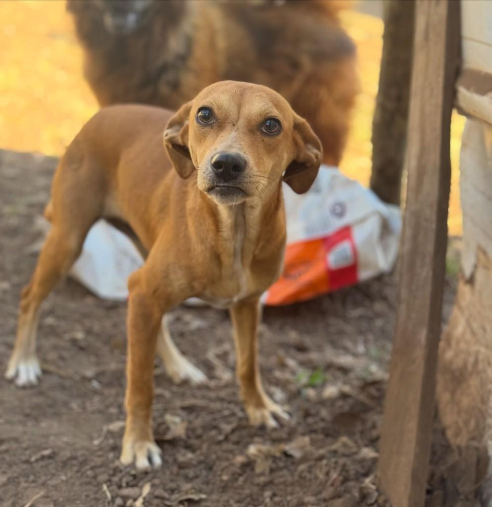 Dandara, cadela de porte pequeno para adoção em Goiânia - GO