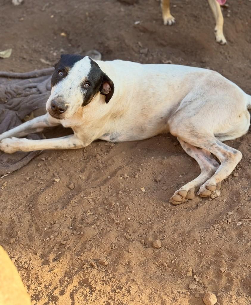 Suzanno, cachorro de porte médio para adoção em Goiânia - GO