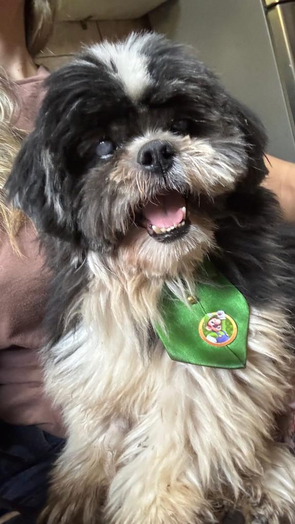 Pastel, cachorro de porte pequeno para adoção em Goiânia - GO