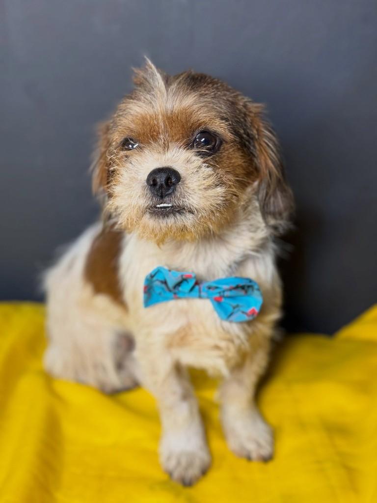 Tatu, cachorro de porte pequeno para adoção em Goiânia - GO