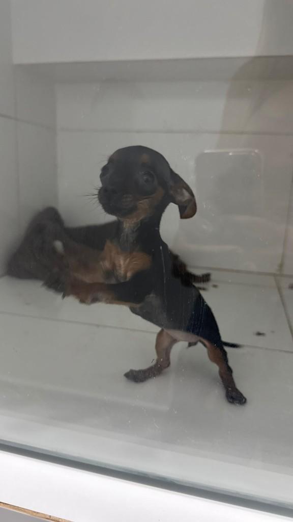 Telminha, cadela de porte pequeno para adoção em Goiânia - GO