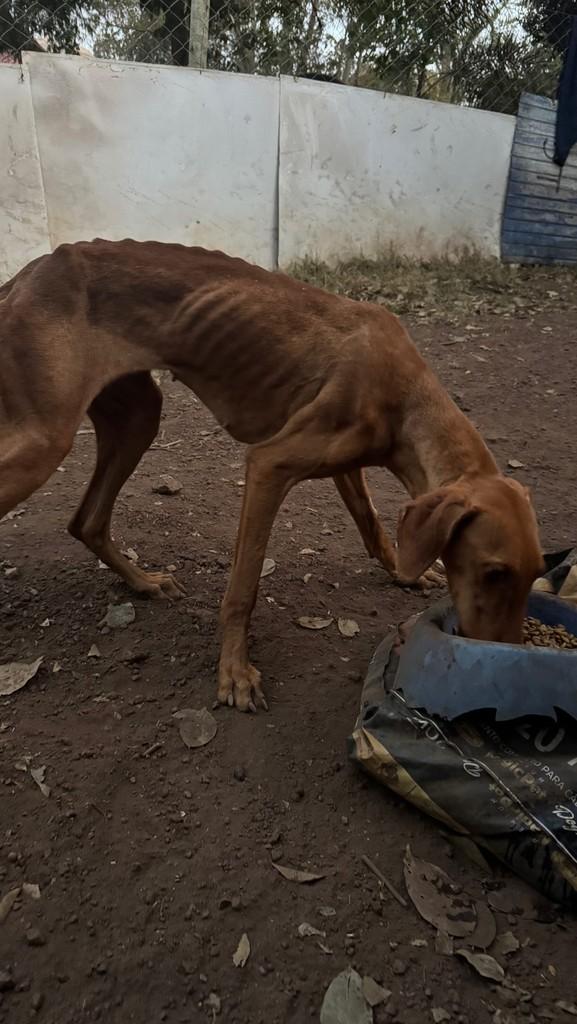 Rapadura, cadela de porte pequeno para adoção em Goiânia - GO