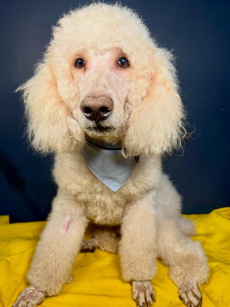 Carneiro, cachorro de porte grande para adoção em Goiânia - GO
