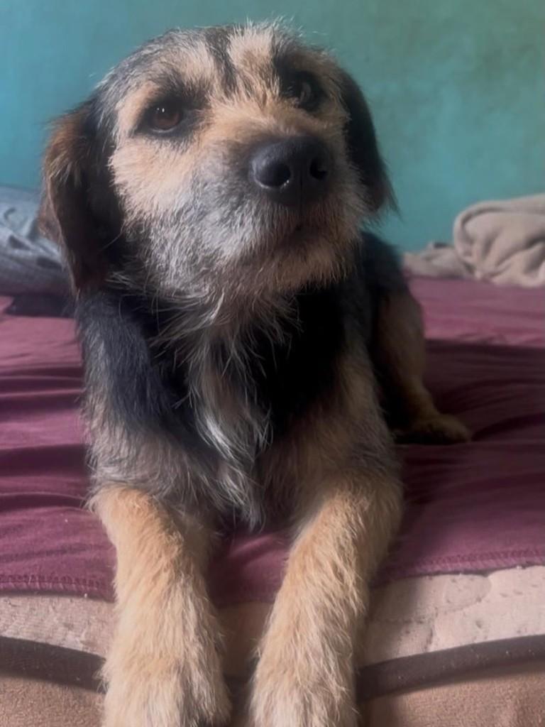 Alfredo, cachorro de porte pequeno para adoção em Goiânia - GO