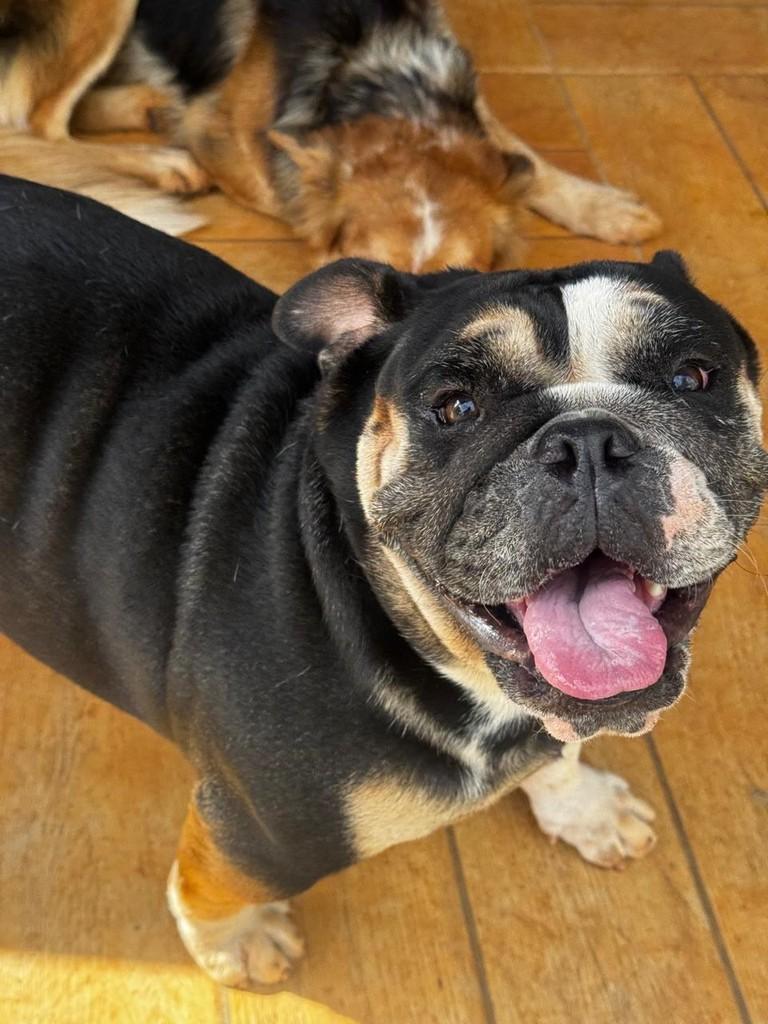 Gabanna, cachorro de porte médio para adoção em Goiânia - GO
