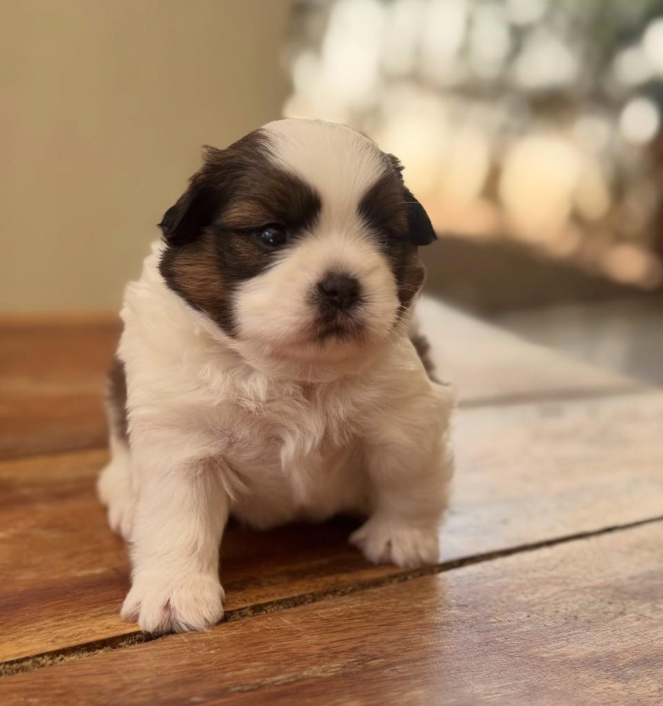 Marcinho, cachorro de porte pequeno para adoção em Goiânia - GO