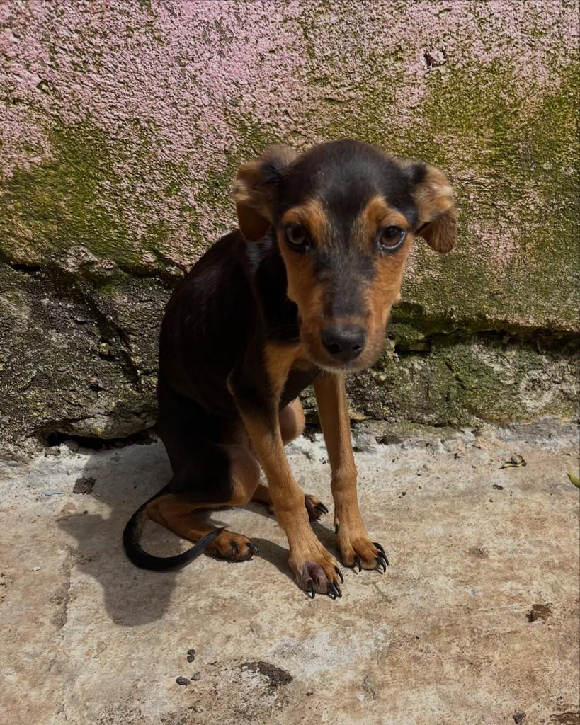 Costela, cadela de porte pequeno para adoção em Goiânia - GO