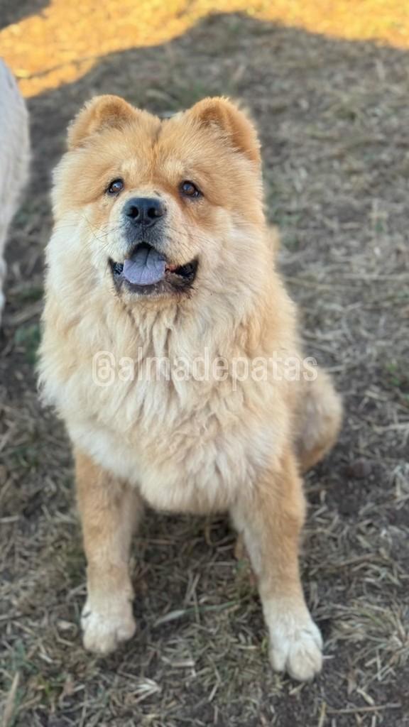 Falcão, cachorro de porte médio para adoção em Bonfinópolis - GO