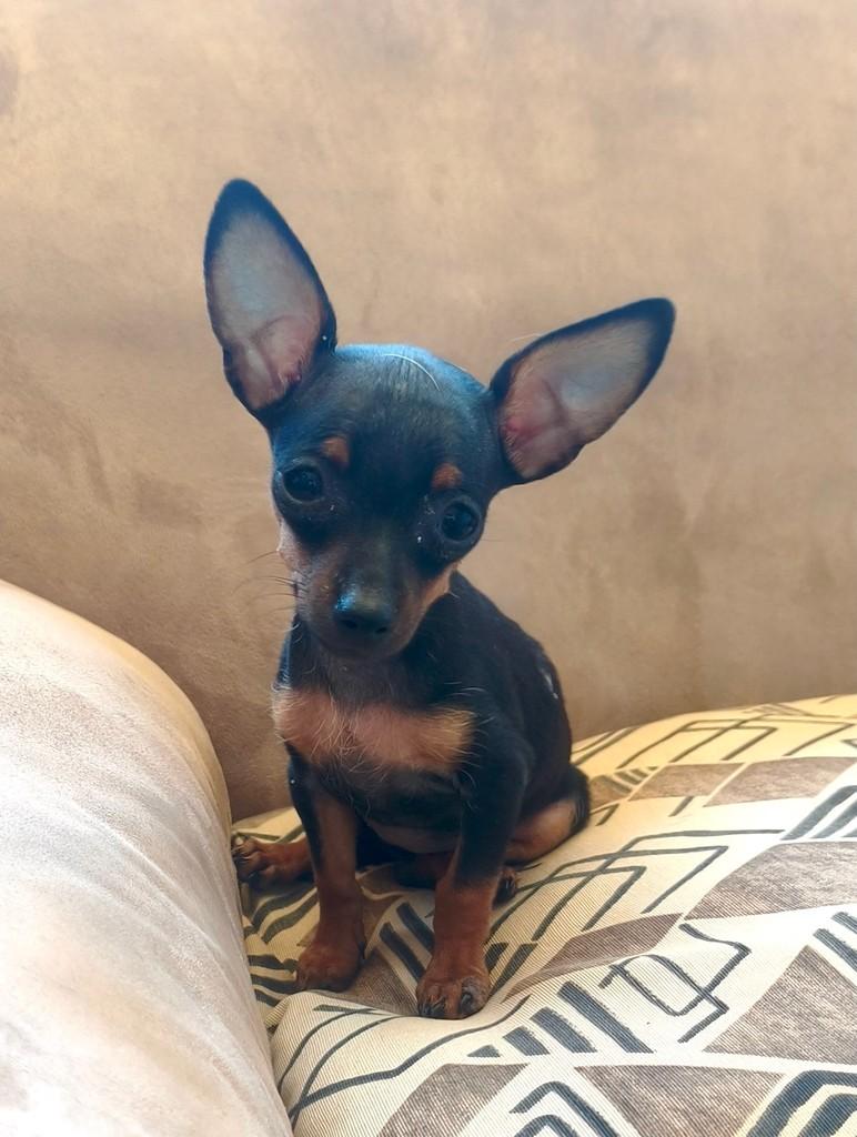 Zuleica (Zuzu), cadela de porte pequeno para adoção em Goiânia - GO