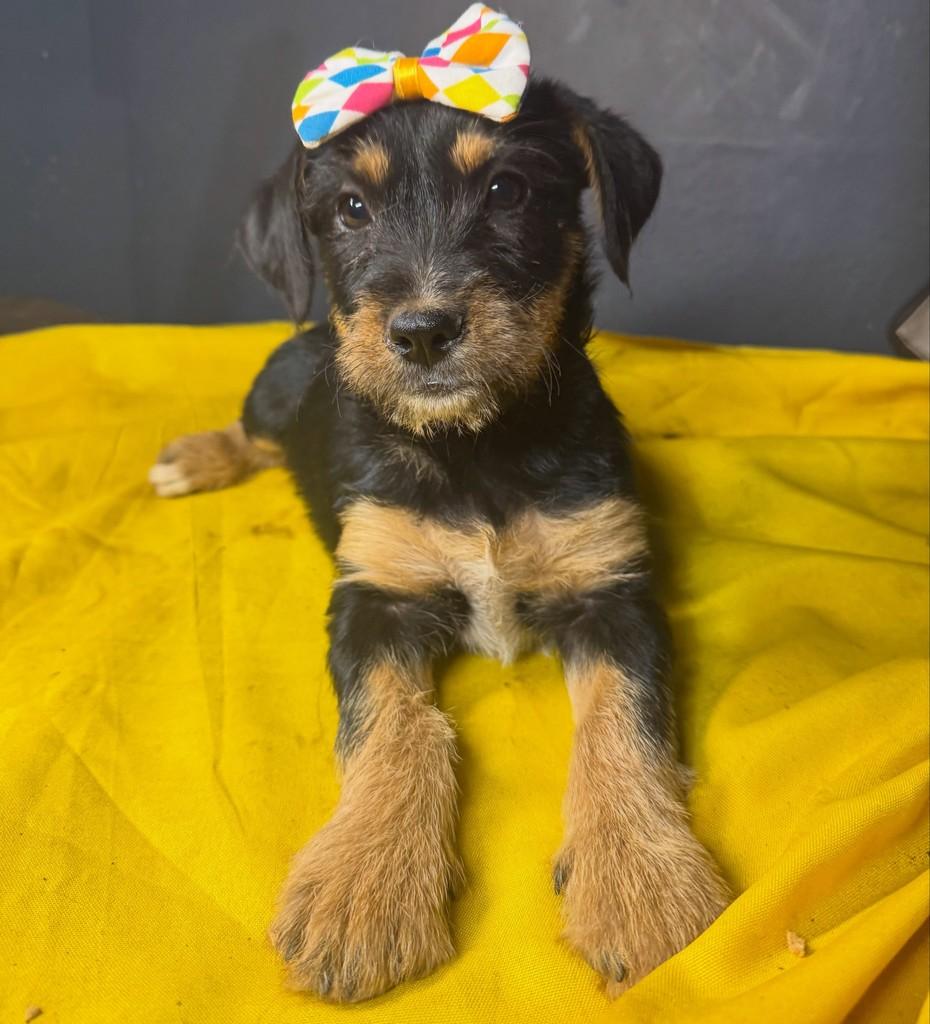 Bombom, cachorro de porte pequeno para adoção em Goiânia - GO