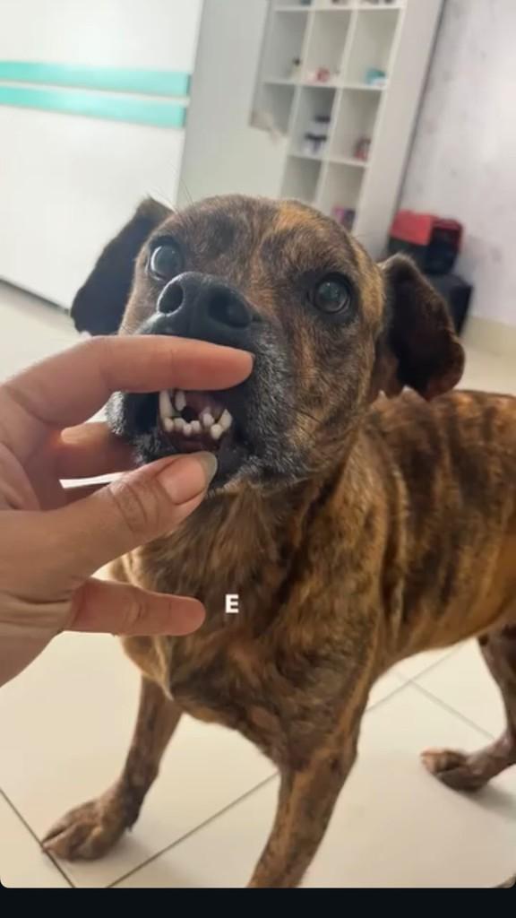 Bruninha, cadela de porte pequeno para adoção em Goiânia - GO