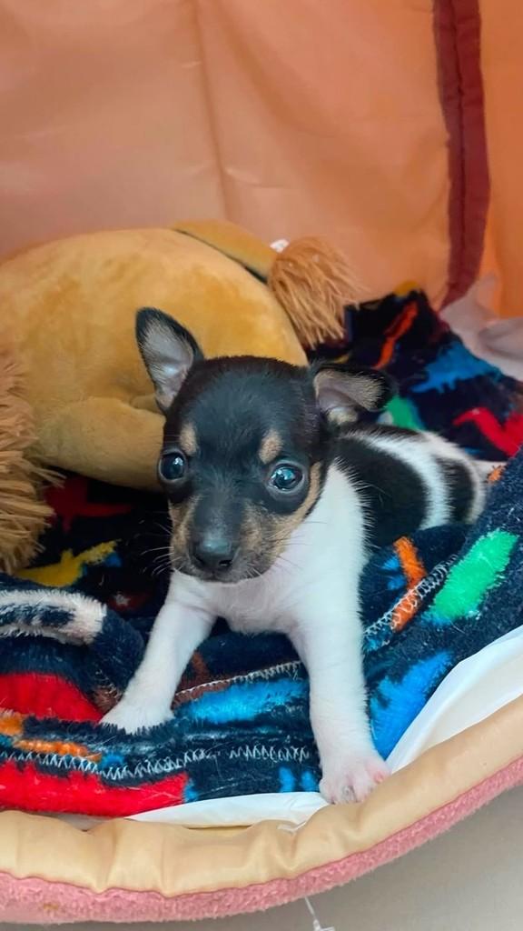 Arnaldinho, cachorro de porte pequeno para adoção em Goiânia - GO