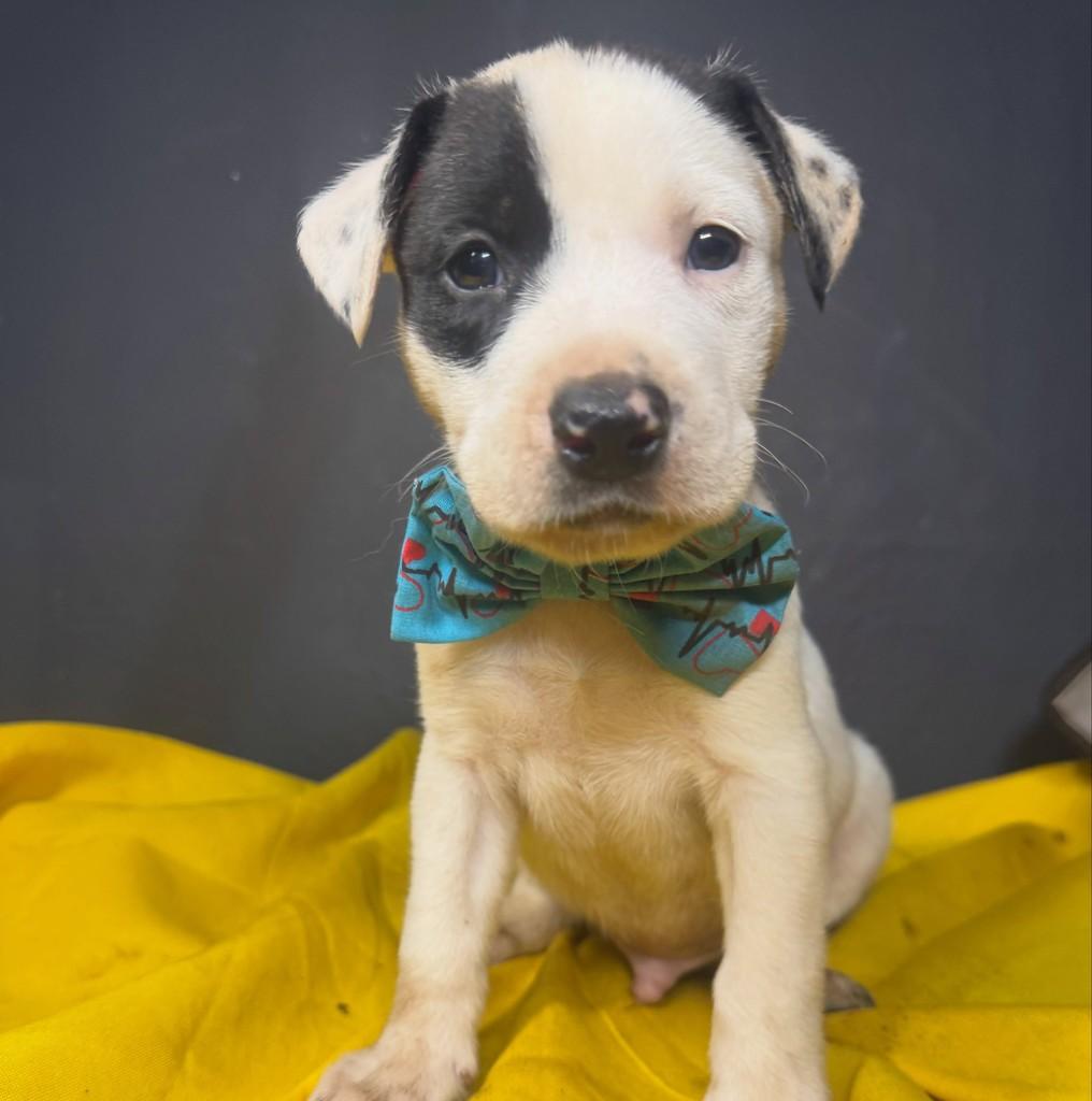 Letício, cachorro de porte pequeno para adoção em Goiânia - GO