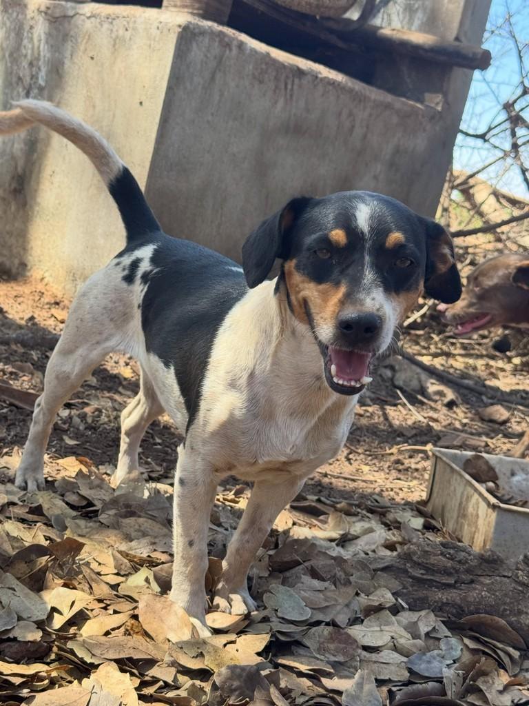 Miucha, cadela de porte pequeno para adoção em Goiânia - GO