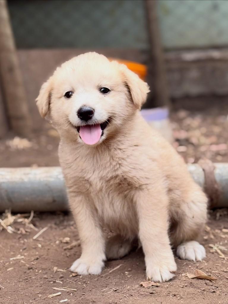 Jordão, cachorro de porte médio para adoção em Goiânia - GO