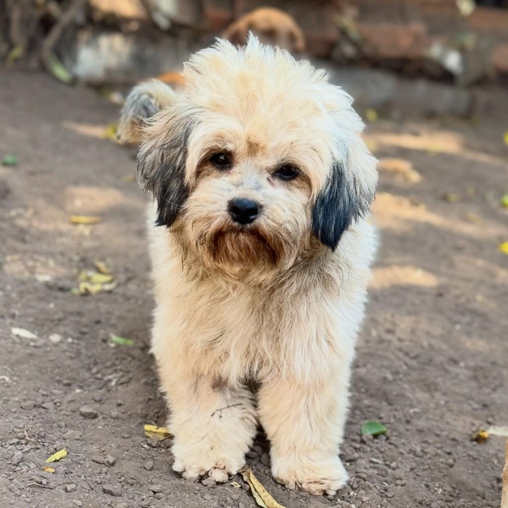 Maraíso, cachorro de porte pequeno para adoção em Goiânia - GO