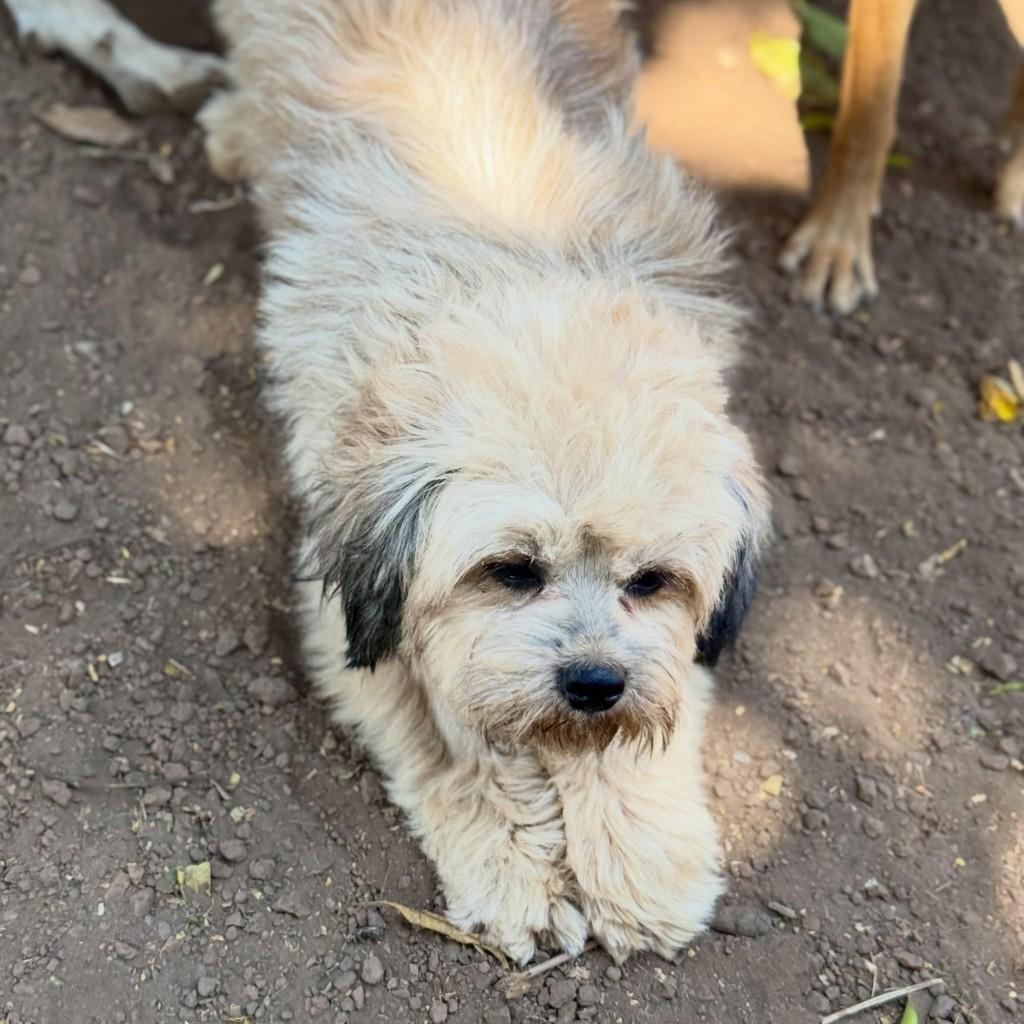 Maraíso, cachorro de porte pequeno para adoção em Goiânia - GO — foto 2 de 3