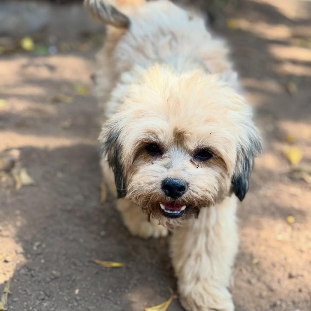 Maraíso, cachorro de porte pequeno para adoção em Goiânia - GO — foto 3 de 3