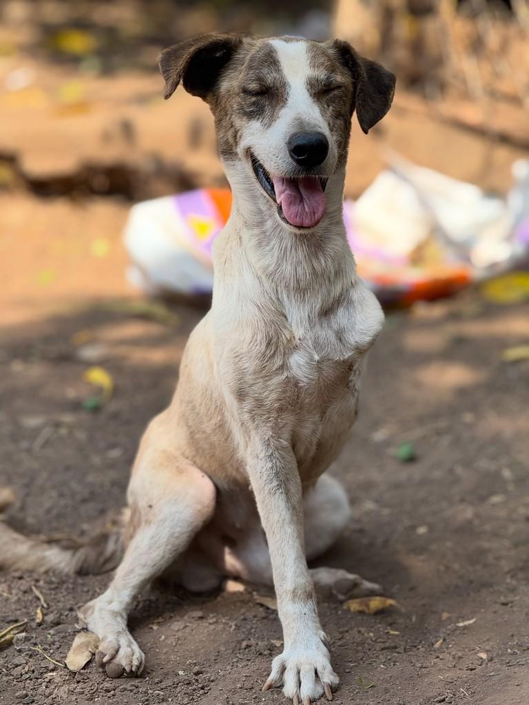 Joca, cachorro de porte pequeno para adoção em Goiânia - GO