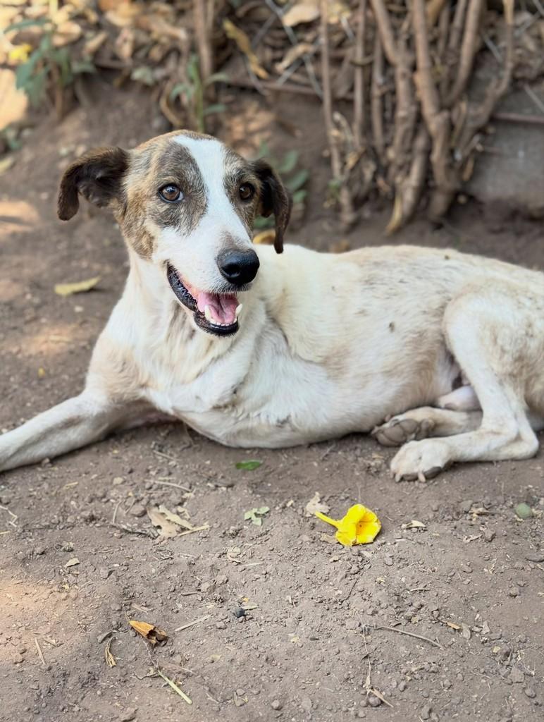Joca, cachorro de porte pequeno para adoção em Goiânia - GO — foto 2 de 3