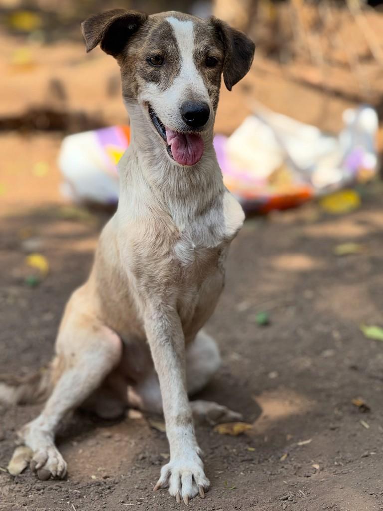 Joca, cachorro de porte pequeno para adoção em Goiânia - GO — foto 3 de 3