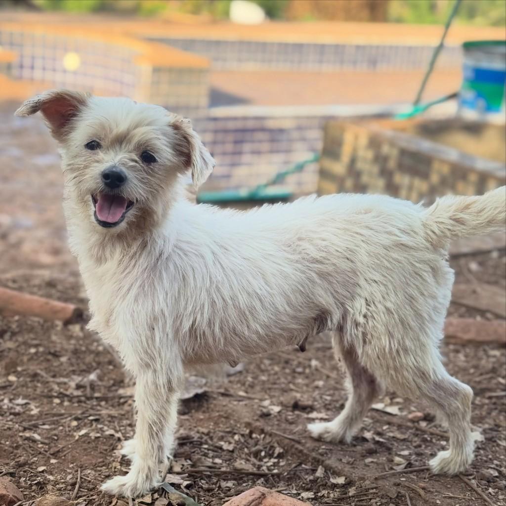 Sury, cachorro de porte pequeno para adoção em Goiânia - GO