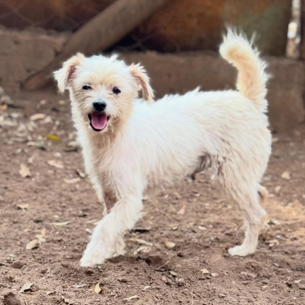 Sury, cachorro de porte pequeno para adoção em Goiânia - GO — foto 2 de 2