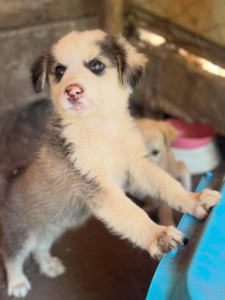 Gambá, cachorro de porte pequeno para adoção em Goiânia - GO
