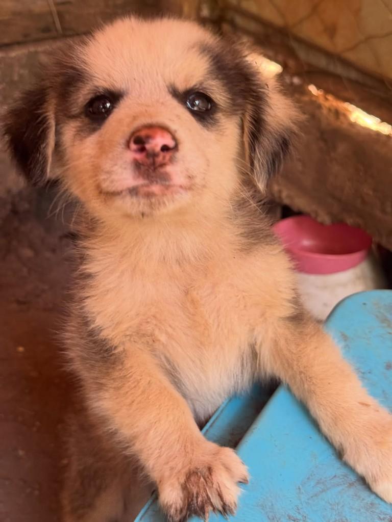Gambá, cachorro de porte pequeno para adoção em Goiânia - GO — foto 2 de 3