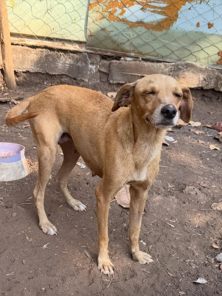 Gambá, cachorro de porte pequeno para adoção em Goiânia - GO — foto 3 de 3