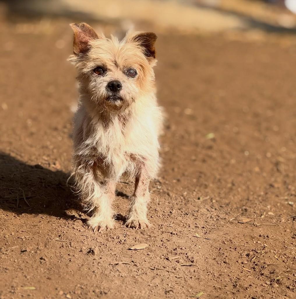 Tino, cachorro de porte pequeno para adoção em Goiânia - GO