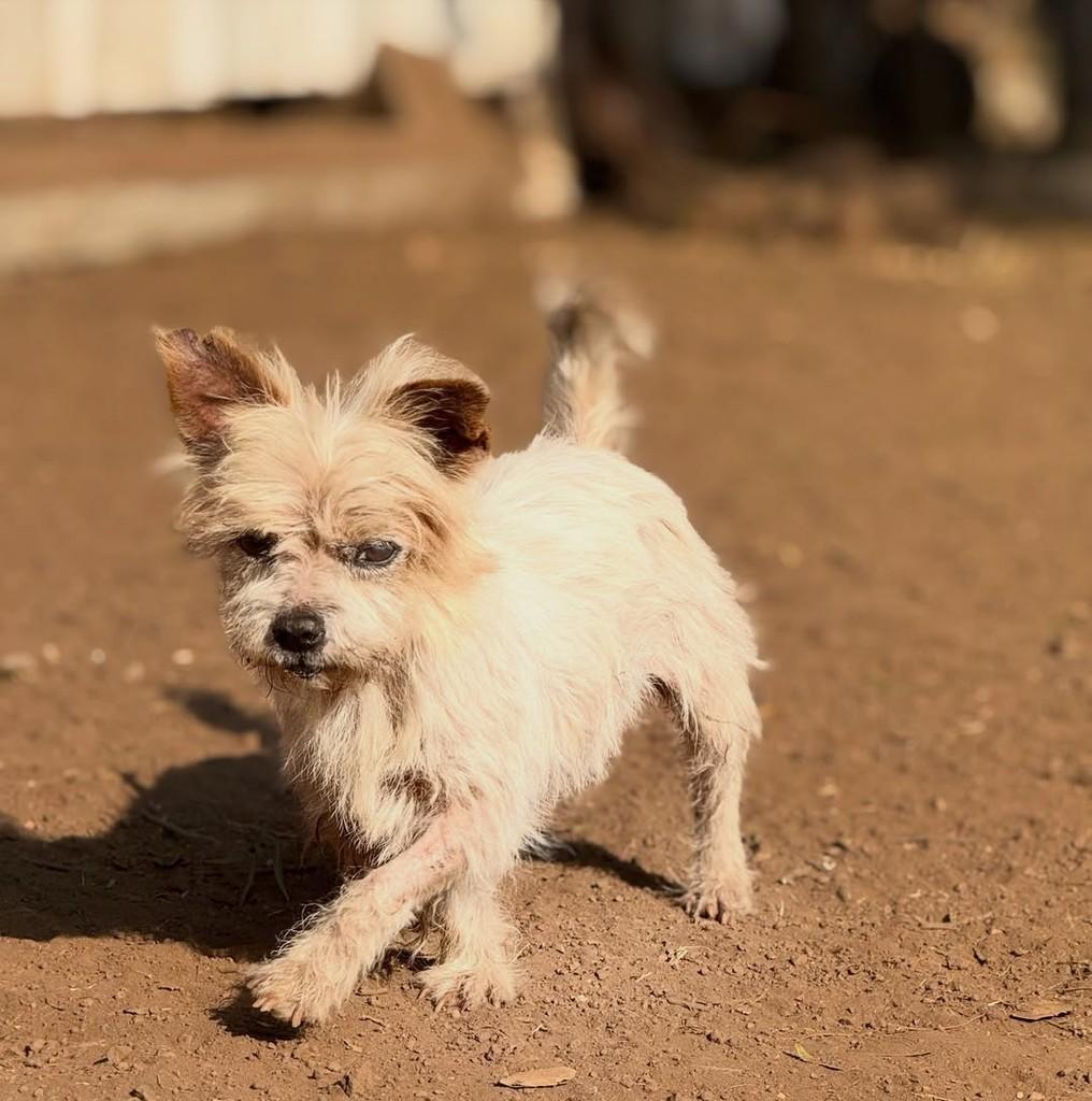 Tino, cachorro de porte pequeno para adoção em Goiânia - GO — foto 2 de 4