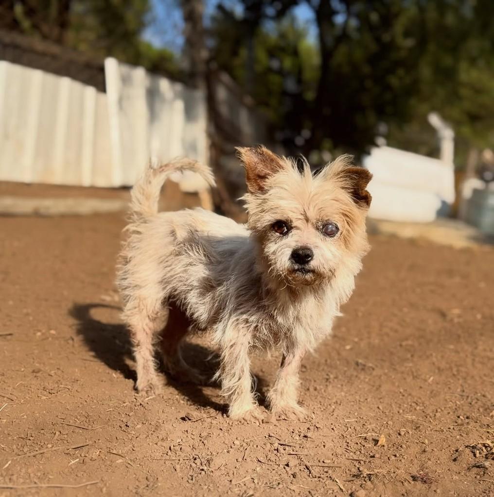 Tino, cachorro de porte pequeno para adoção em Goiânia - GO — foto 3 de 4