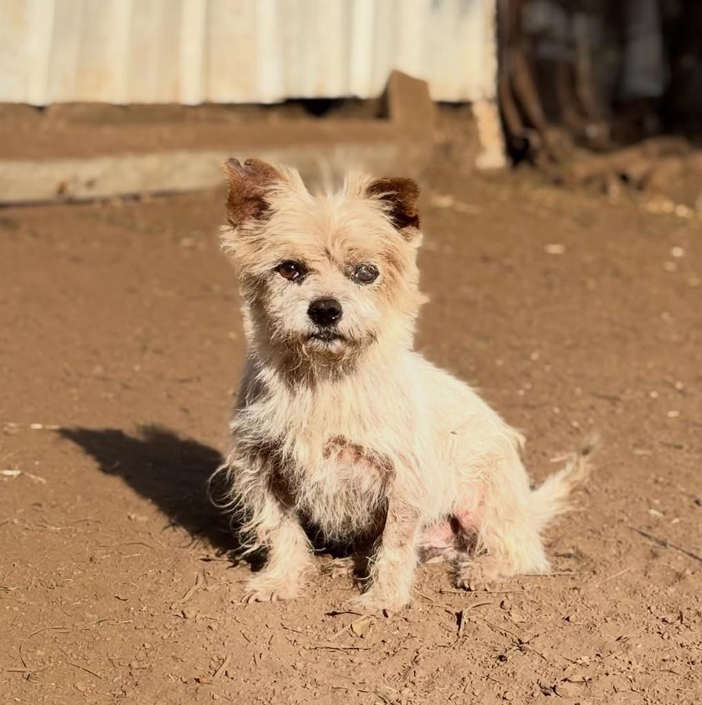 Tino, cachorro de porte pequeno para adoção em Goiânia - GO — foto 4 de 4