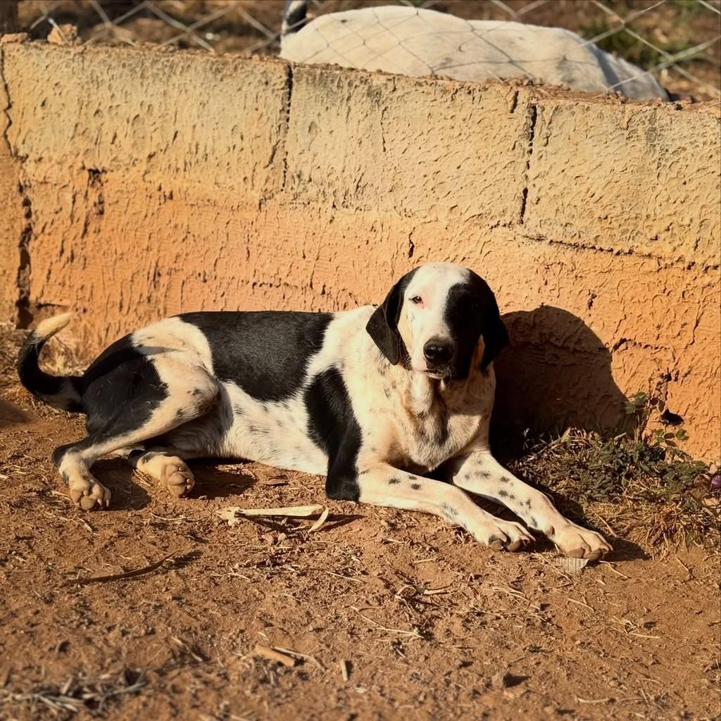 Biscoito, cachorro de porte médio para adoção em Goiânia - GO