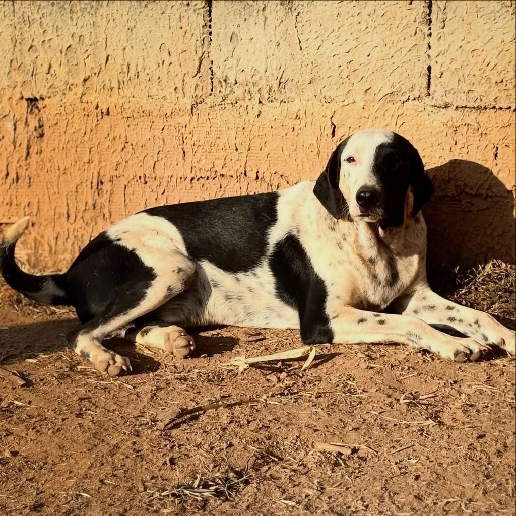 Biscoito, cachorro de porte médio para adoção em Goiânia - GO — foto 2 de 2