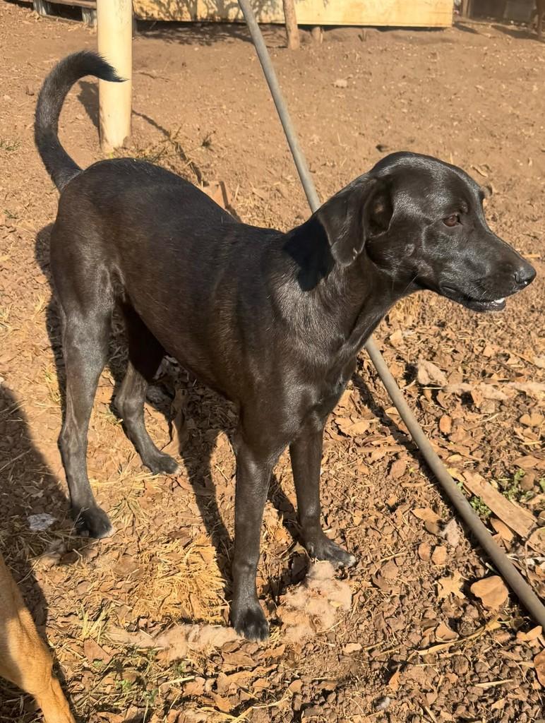 Renatinho, cachorro de porte pequeno para adoção em Goiânia - GO