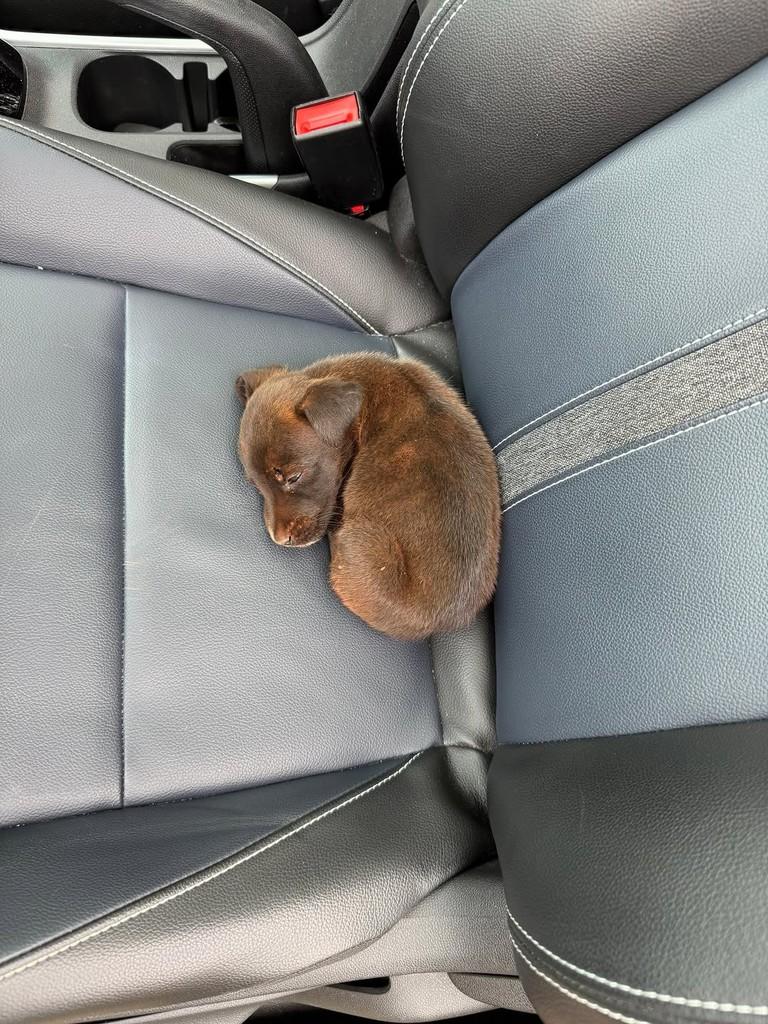 Renatinho, cachorro de porte pequeno para adoção em Goiânia - GO — foto 2 de 3