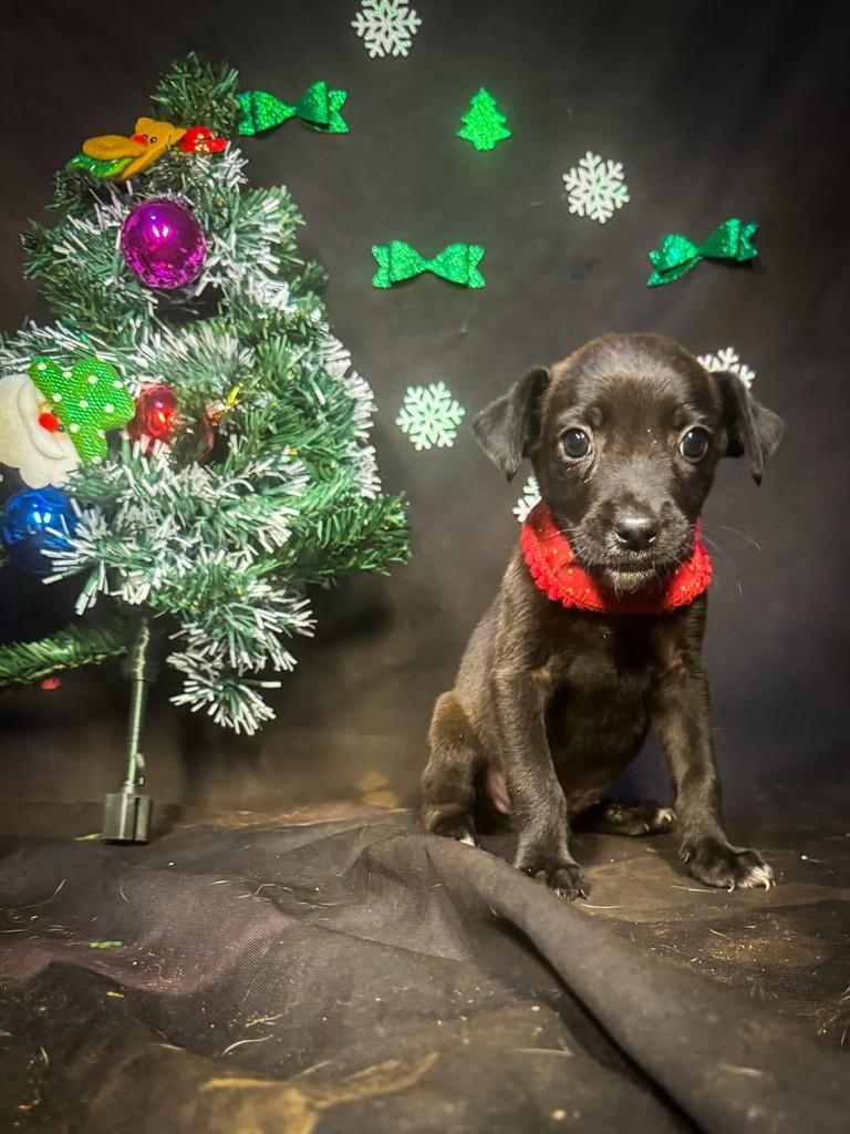 Renatinho, cachorro de porte pequeno para adoção em Goiânia - GO — foto 3 de 3