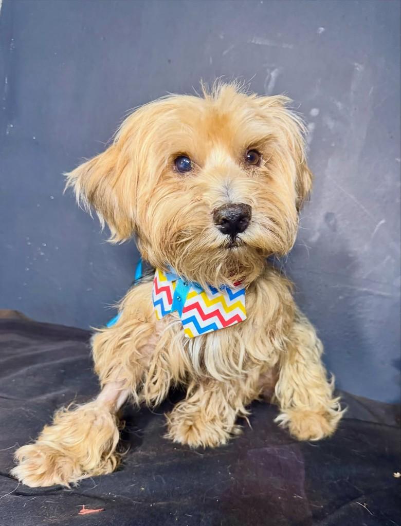 Jorginho, cachorro de porte pequeno para adoção em Goiânia - GO