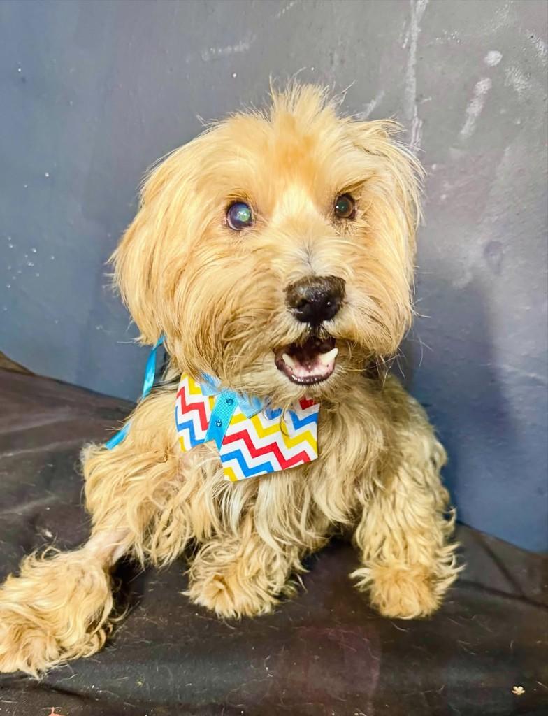 Jorginho, cachorro de porte pequeno para adoção em Goiânia - GO — foto 2 de 2
