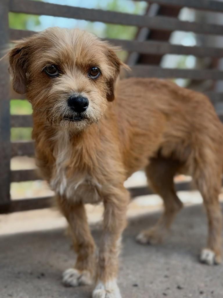 Darlene, cadela de porte médio para adoção em Goiânia - GO