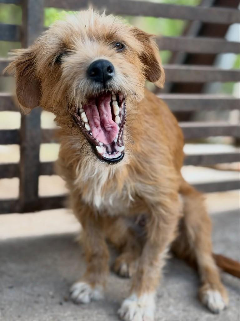 Darlene, cadela de porte médio para adoção em Goiânia - GO — foto 3 de 4