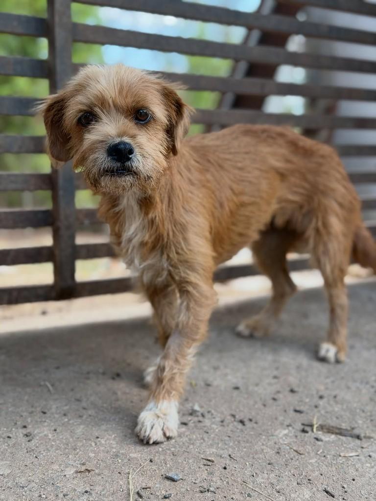 Darlene, cadela de porte médio para adoção em Goiânia - GO — foto 4 de 4