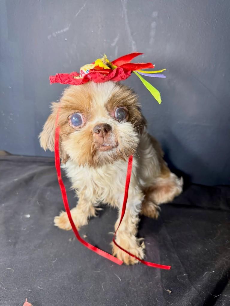 Rosalva, cadela de porte médio para adoção em Goiânia - GO — foto 2 de 2