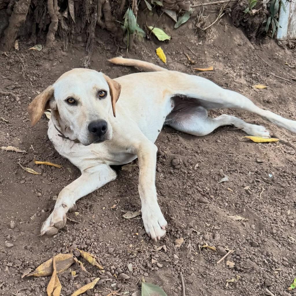 Vanilla, cadela de porte médio para adoção em Goiânia - GO