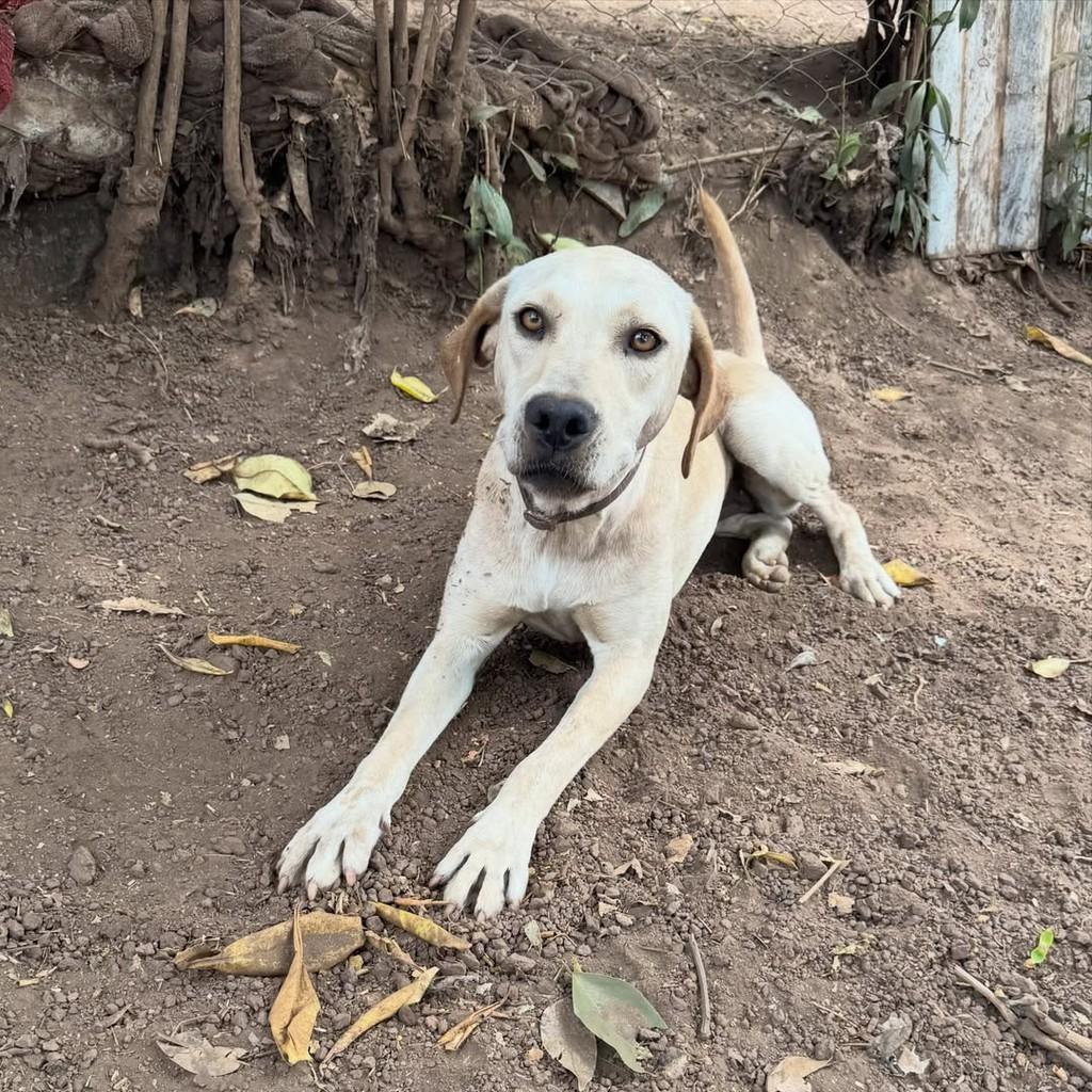 Vanilla, cadela de porte médio para adoção em Goiânia - GO — foto 2 de 4